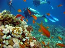 Wadi Gimal - Underwater